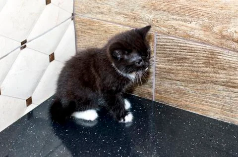 A Scottish kitten sits in a corner in the kitchen Stock Photos