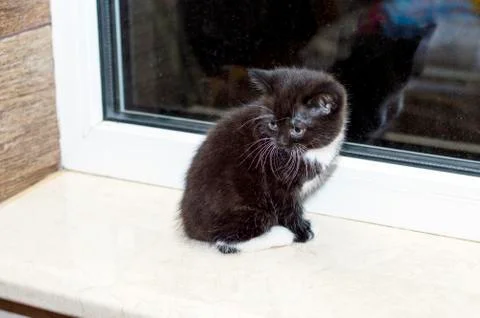 Scottish kitten sitting in the kitchen by the window Stock Photos
