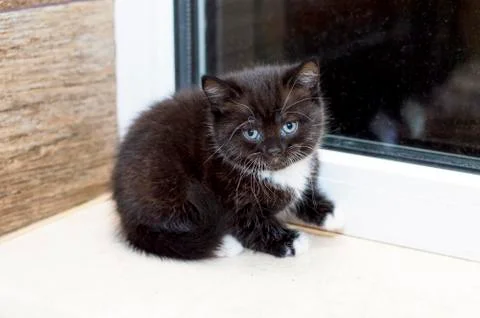Scottish kitten sitting on the windowsill Stock Photos