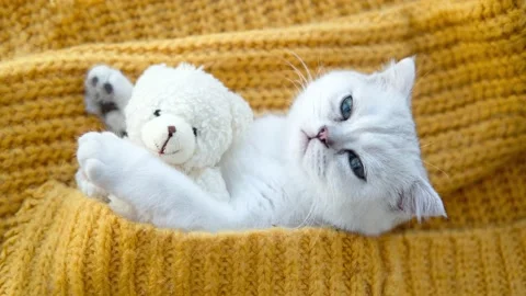Scottish kitten sleeping with a toy bear on an orange knitted sweater. Stock Footage 201719709