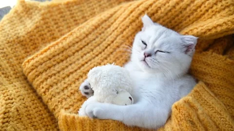Scottish kitten sleeping with a toy bear on an orange knitted sweater. Stock Footage 201719759