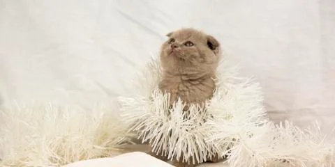 Scottish kitten on a white background Stock Photos
