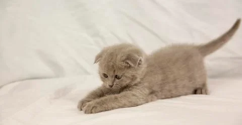 Scottish kitten on a white background Stock Photos