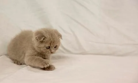 Scottish kitten on a white background Stock Photos