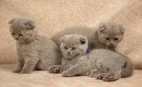 Scottish kittens in brown background Stock Photos