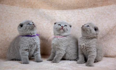 Scottish kittens in brown background Stock Photos