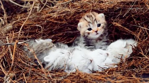 Scottish kittens. Stock Photos