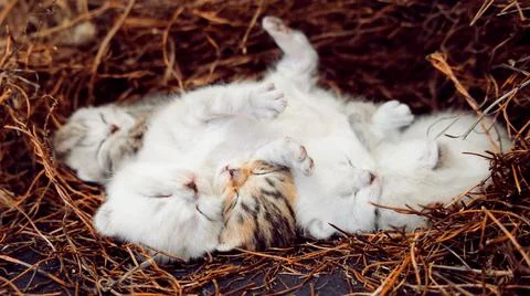 Scottish kittens. Stock Photos