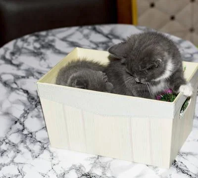 Scottish kittens play in a box on the table Stock Photos