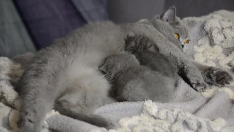 Scottish kittens playing and eating with mom Stock Footage 83663391