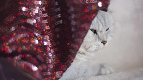 Scottish kitty covered with a brown blanket. Stock Footage 172549807