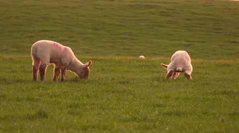 Scottish Lambs Stock Footage 37592657