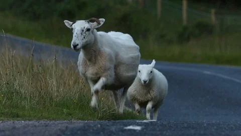 Scottish lambs Video stock 101354737