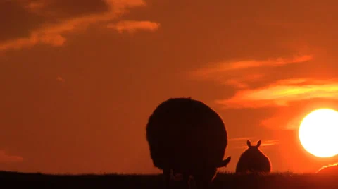 Scottish Lambs at sunset Stock Footage 37593886