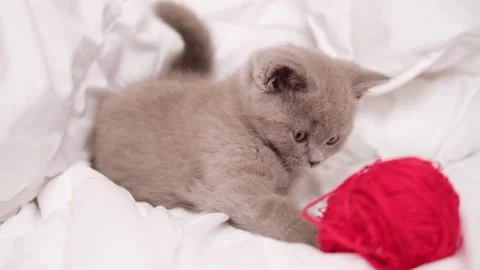 Scottish lilac kitten playing with red ball skeins of thread on white bed Stock Footage 276388201