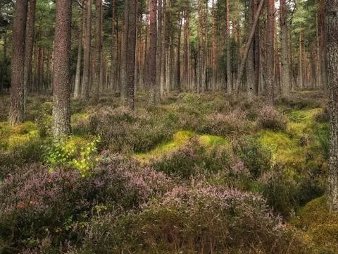 Scottish magic forest Stock Photos