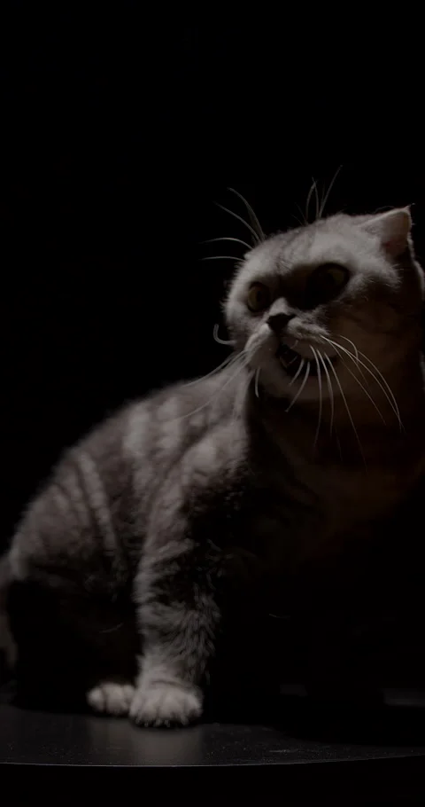 Scottish marble silver lop eared cat resting on a black podium in a dramatic Stock Footage 312980396