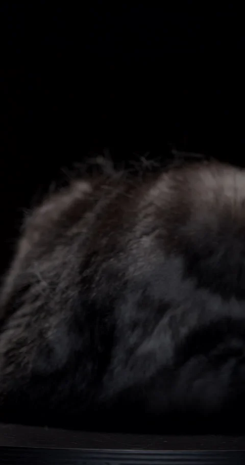 Scottish marble silver lop eared cat resting on black podium against a dark Stock Footage 312980940