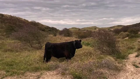 Scottish or Highland Cattle Cow Eating Grass In Dune Landscape. Stock Footage 144064461
