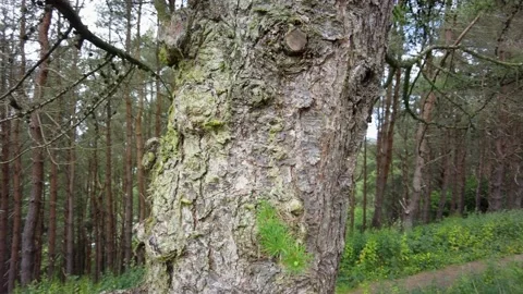Scottish pine forest Video stock 200845796
