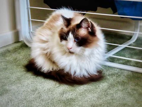 Scottish ragdoll cat Foto stock