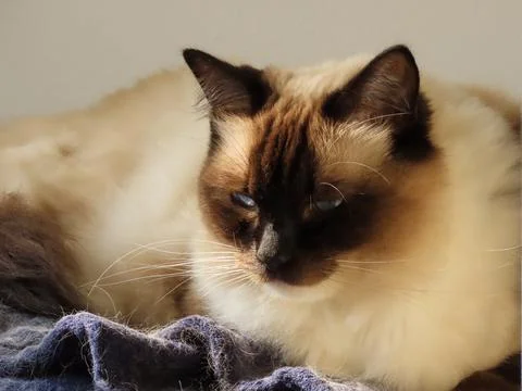 Scottish ragdoll cat Stock Photos