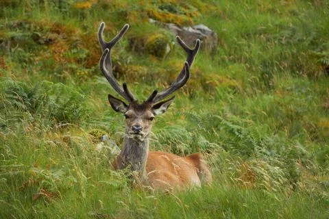 Scottish red deer lying on the grass on a mountainside Stock Photos