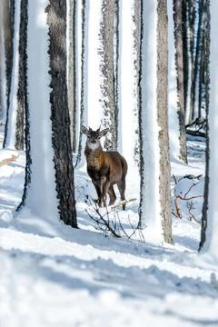Scottish red deer Foto stock