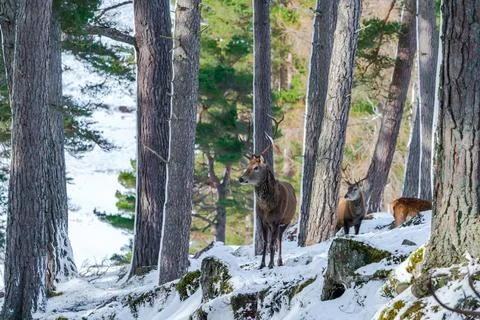 Scottish red deer  Stock Photos