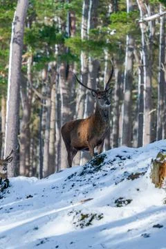 Scottish red deer  Foto stock