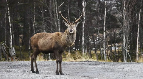 Scottish red deer stag Video stock 47906141