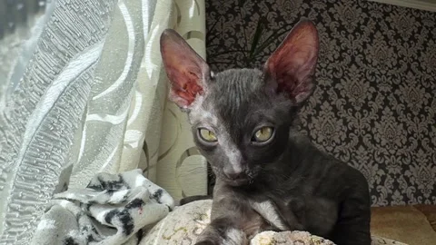 Scottish Rex, Cornish Rex Kitten Relaxing on a Sunny Couch Stock Footage 308258239