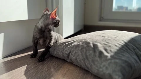 Scottish Rex, Cornish Rex Kitten Resting on a Couch Under Warm Sunbeams Stock Footage 308258296