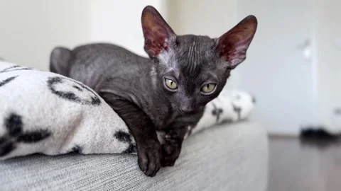 Scottish Rex, Cornish Rex  Kitten Relaxing on a Sunny Couch in a Cozy Home Stock Footage 308258301