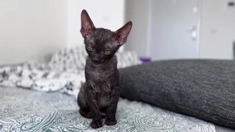Scottish Rex, Cornish Rex Kitten Relaxing on a Sunny Couch in a Cozy Home Stock Footage 308258738