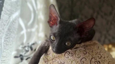 Scottish Rex, Cornish Rex  Kitten Relaxing on a Sunny Couch in a Cozy Home Stock Footage 308622903