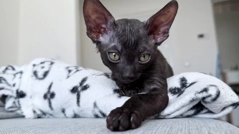 Scottish Rex Kitten Playing with Toy Stock Footage 308258801