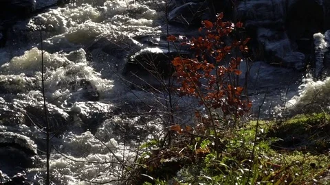 Scottish river, panning, snow, sun, trees, Scotland Stock Footage 79846376