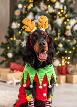 Scottish Setter In Christmas Setting Stock Photos