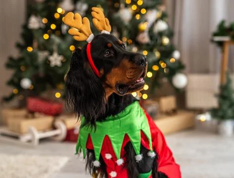 Scottish Setter In Christmas Setting Stock Photos