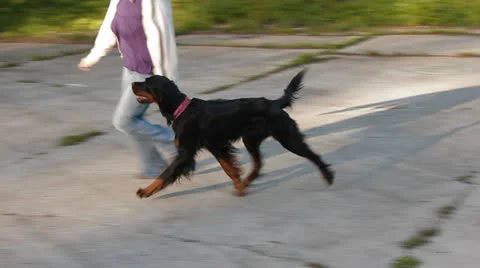 Scottish setter Stock Footage 24282599