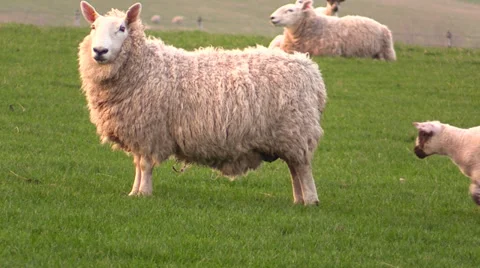 Scottish sheep and lambs Stock Footage 37656753