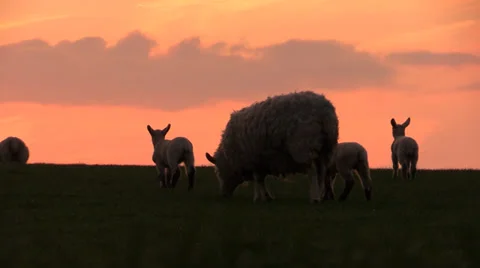 Scottish sheep and lambs at sunset Stock Footage 37656950