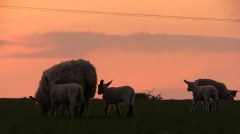 Scottish sheep and lambs at sunset Stock Footage 37657149