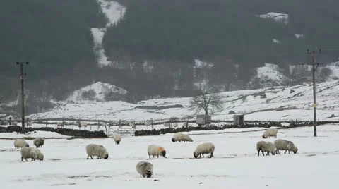 Scottish Sheep Video stock 23609708