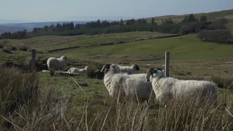 Scottish Sheep Vídeo Stock 132979535