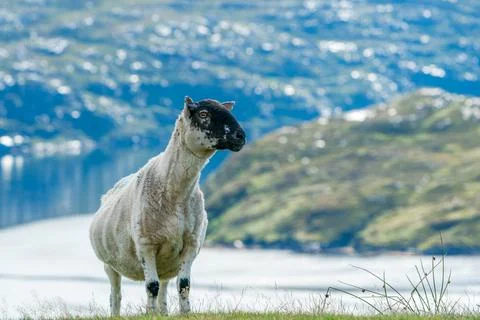 Scottish sheep Stock Photos