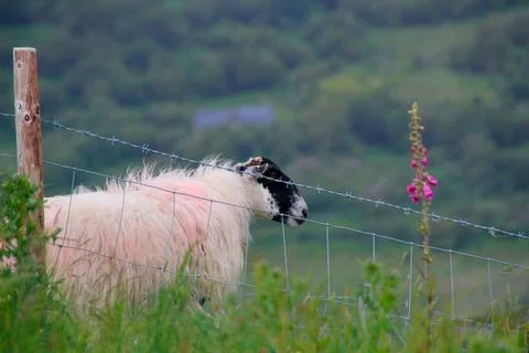 Scottish Sheep Stock Photos