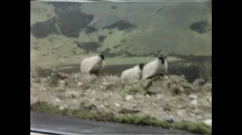 Scottish Sheep on Roadside Stock Footage 48235531