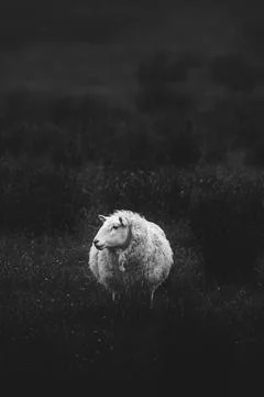 Scottish sheep standing alone on a field grayscale Stock Photos